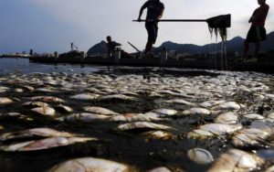 Homens retiram peixes mortos de água que está poluída